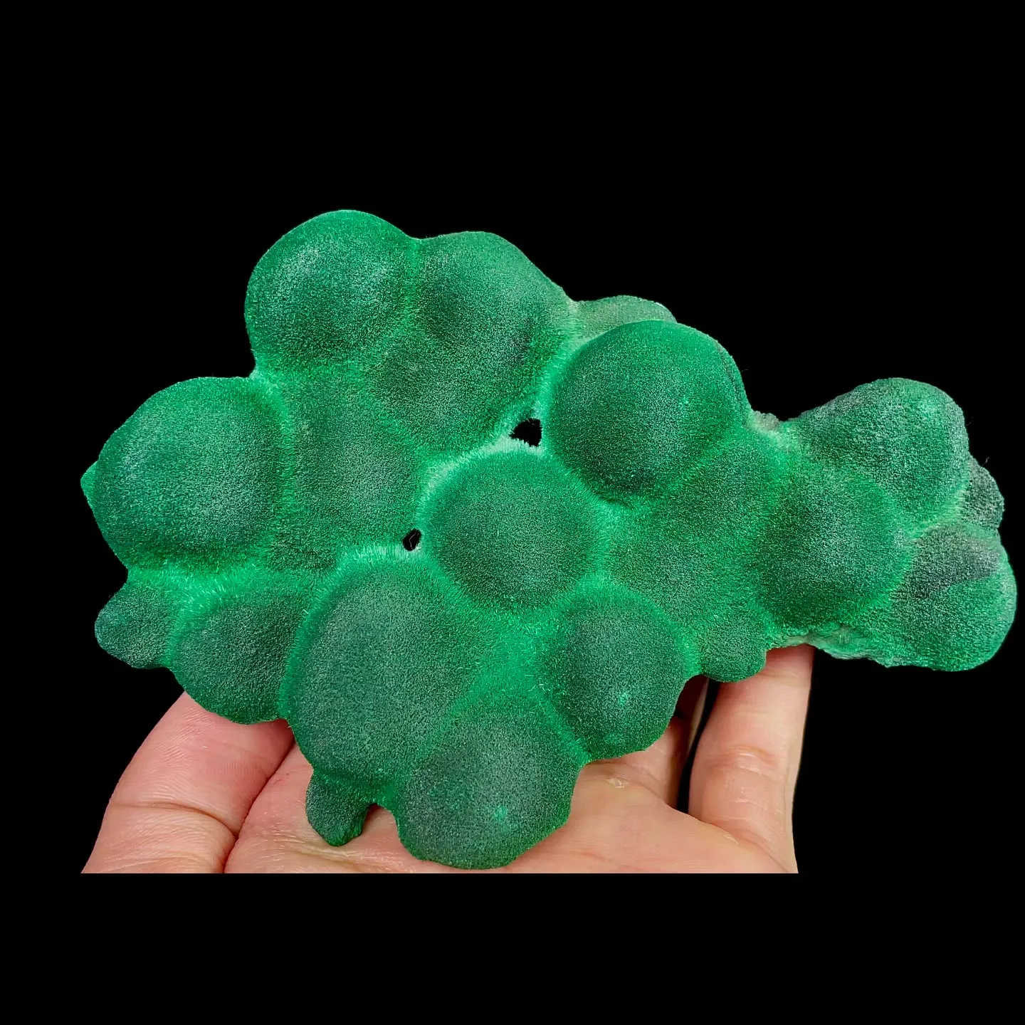 specimen video