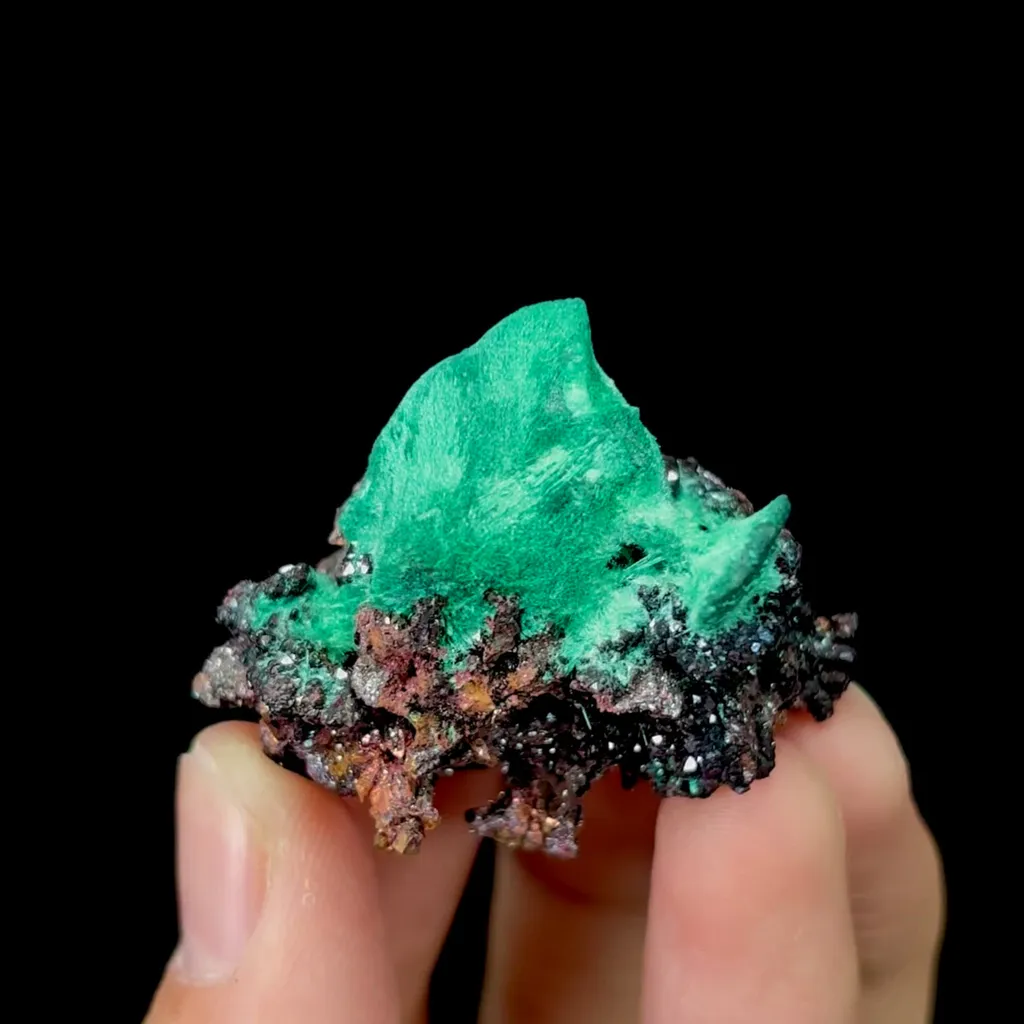 specimen video