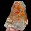 specimen video