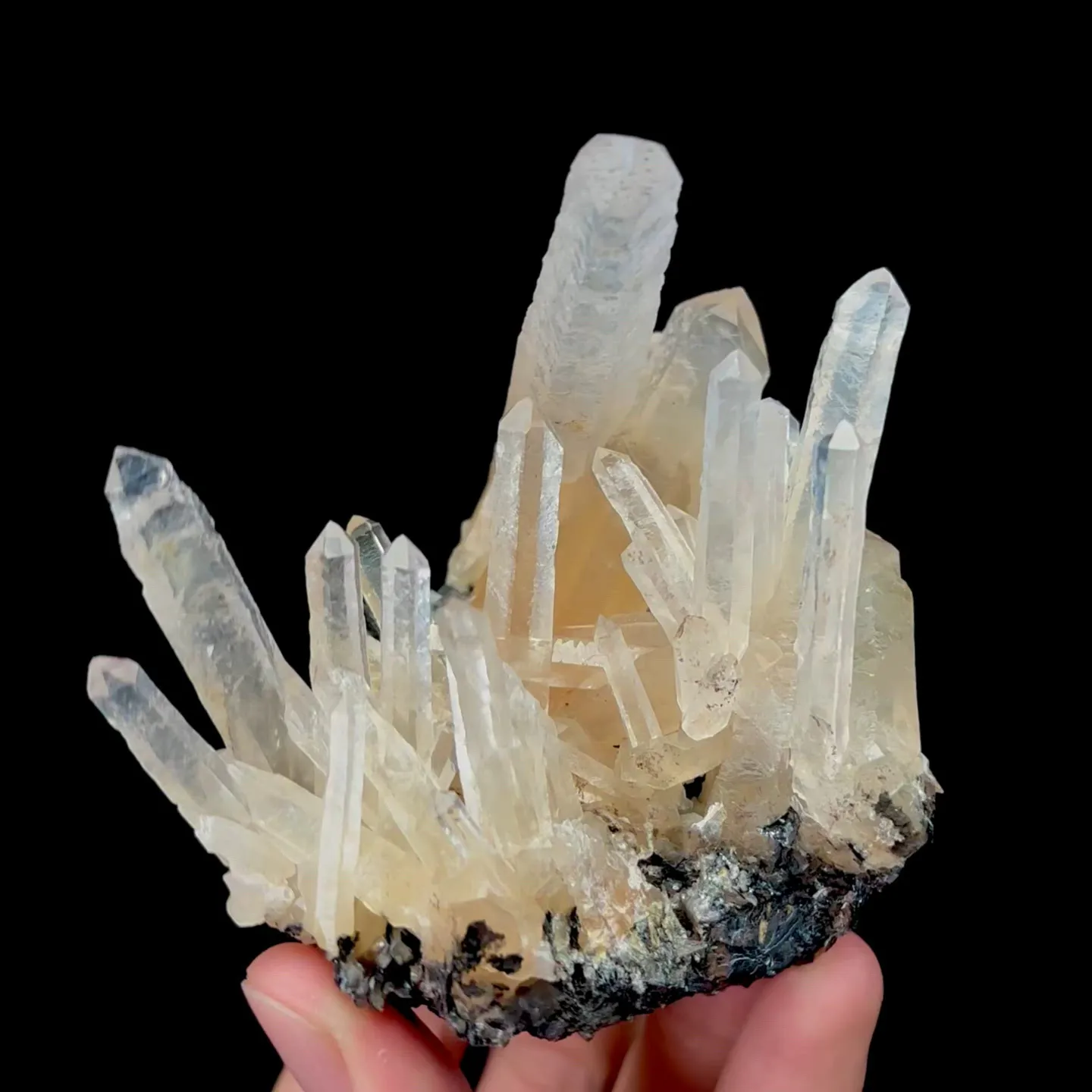 specimen video