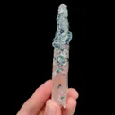 specimen video