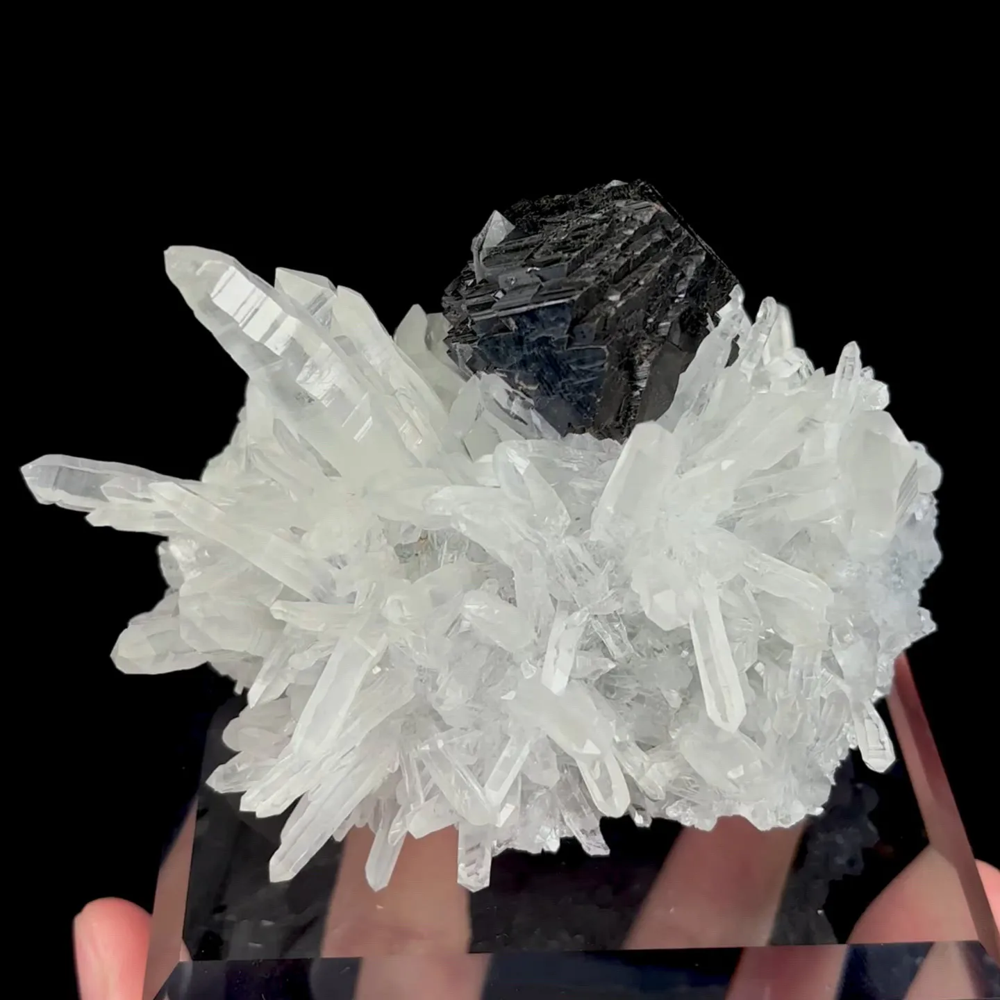 specimen video