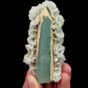 specimen video