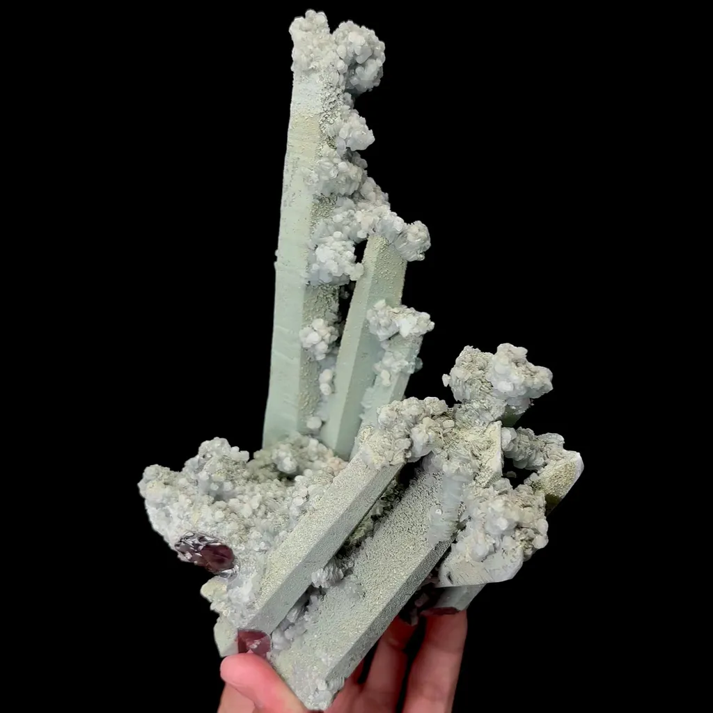 specimen video