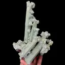specimen video