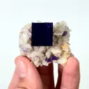specimen video