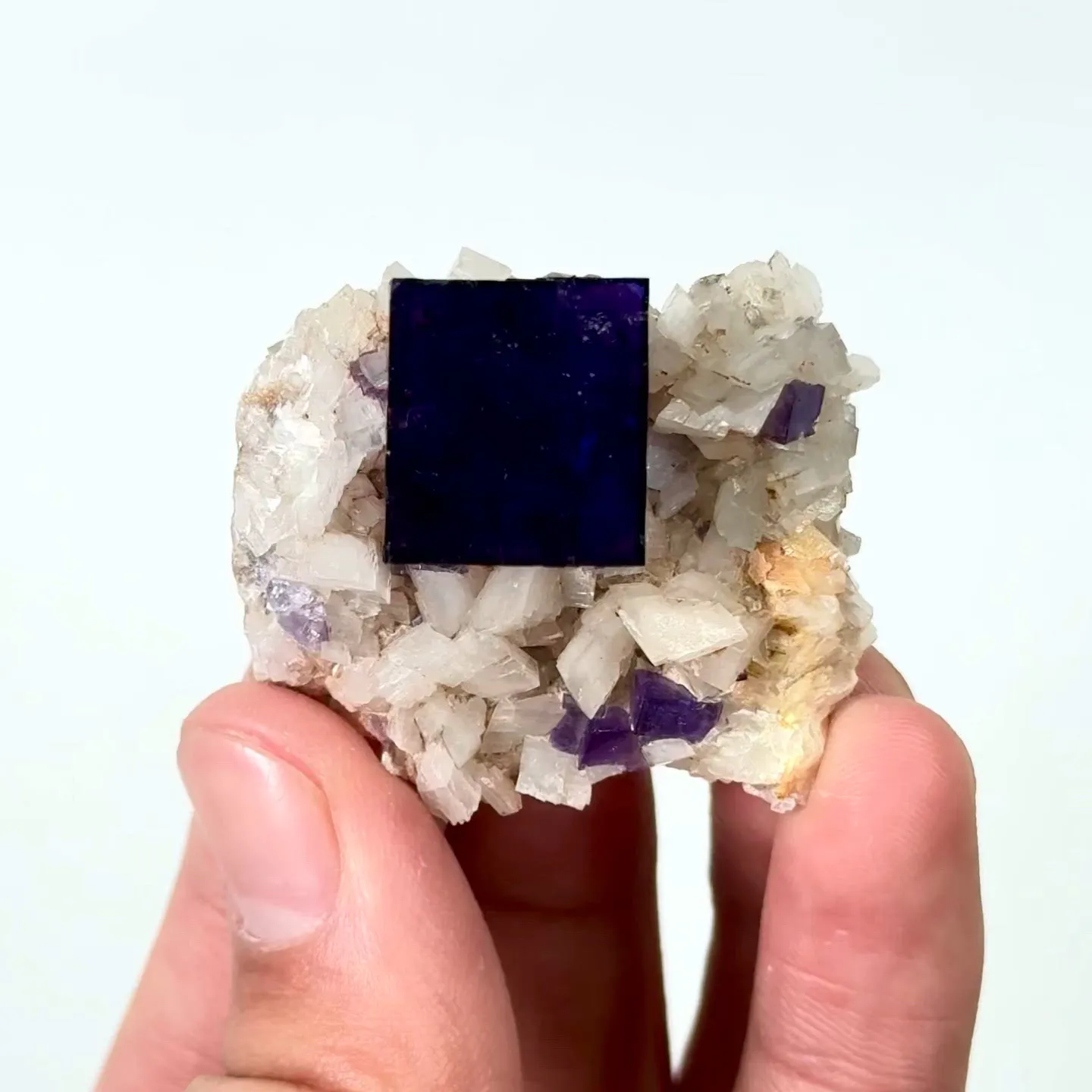 specimen video