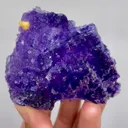 specimen video