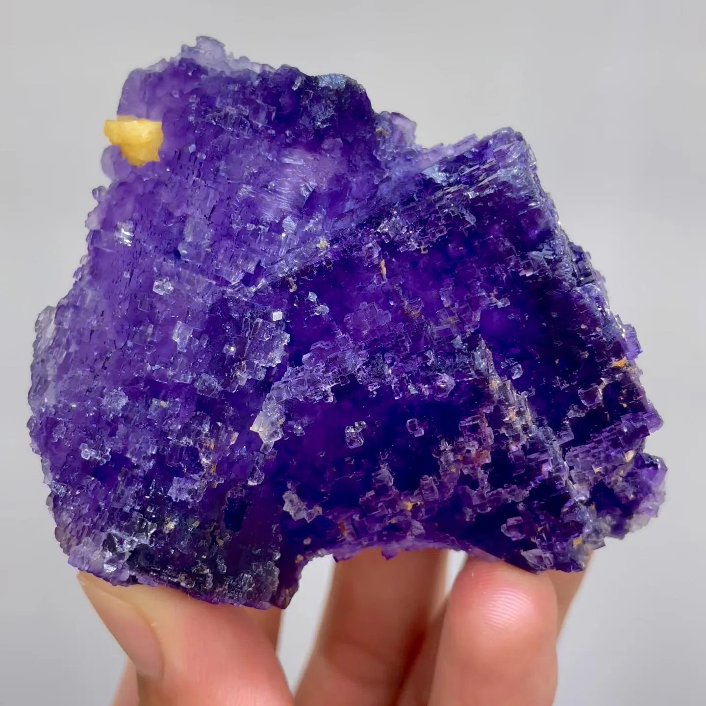specimen video
