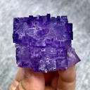 specimen video