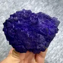 specimen video
