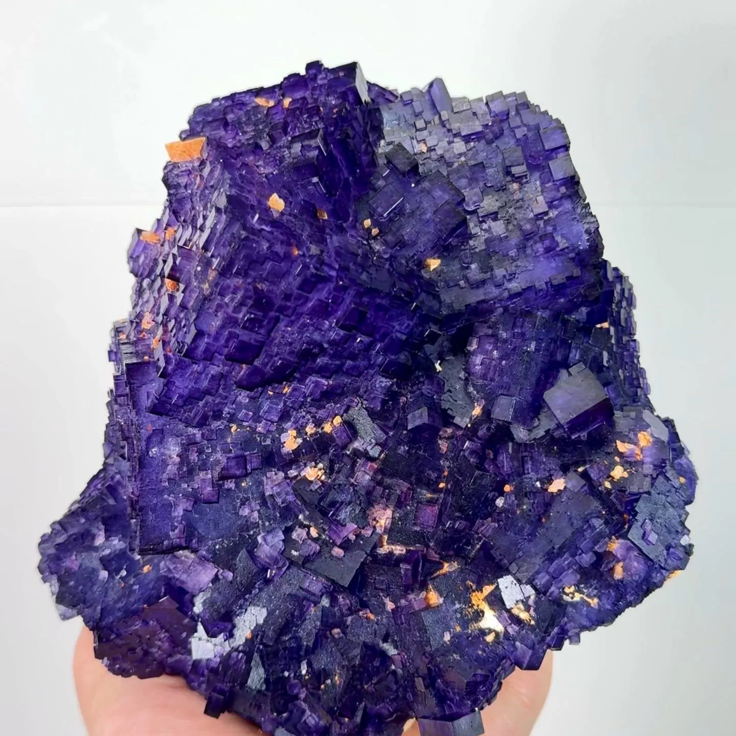 specimen video