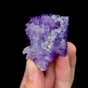 specimen video