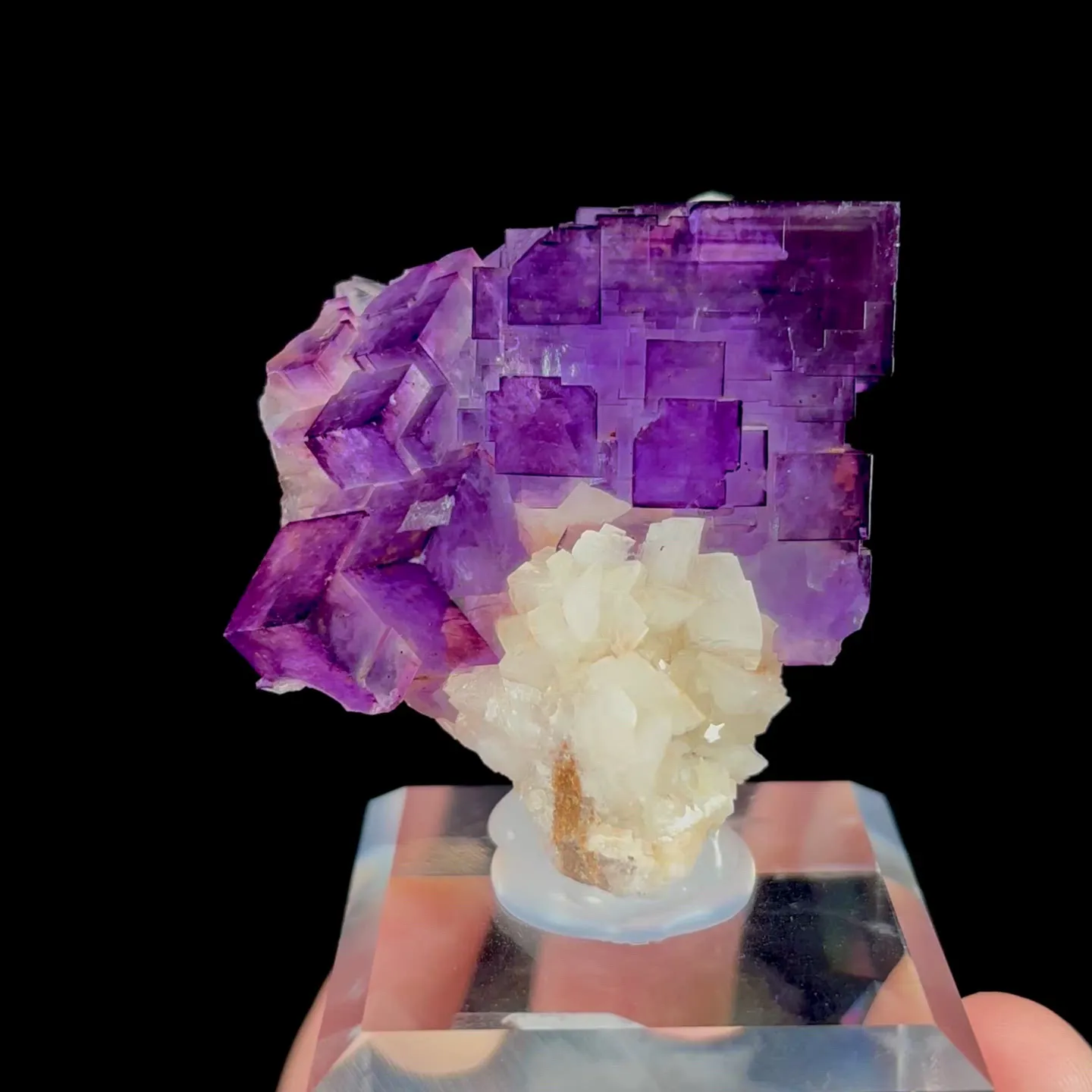 specimen video