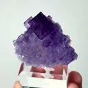 specimen video