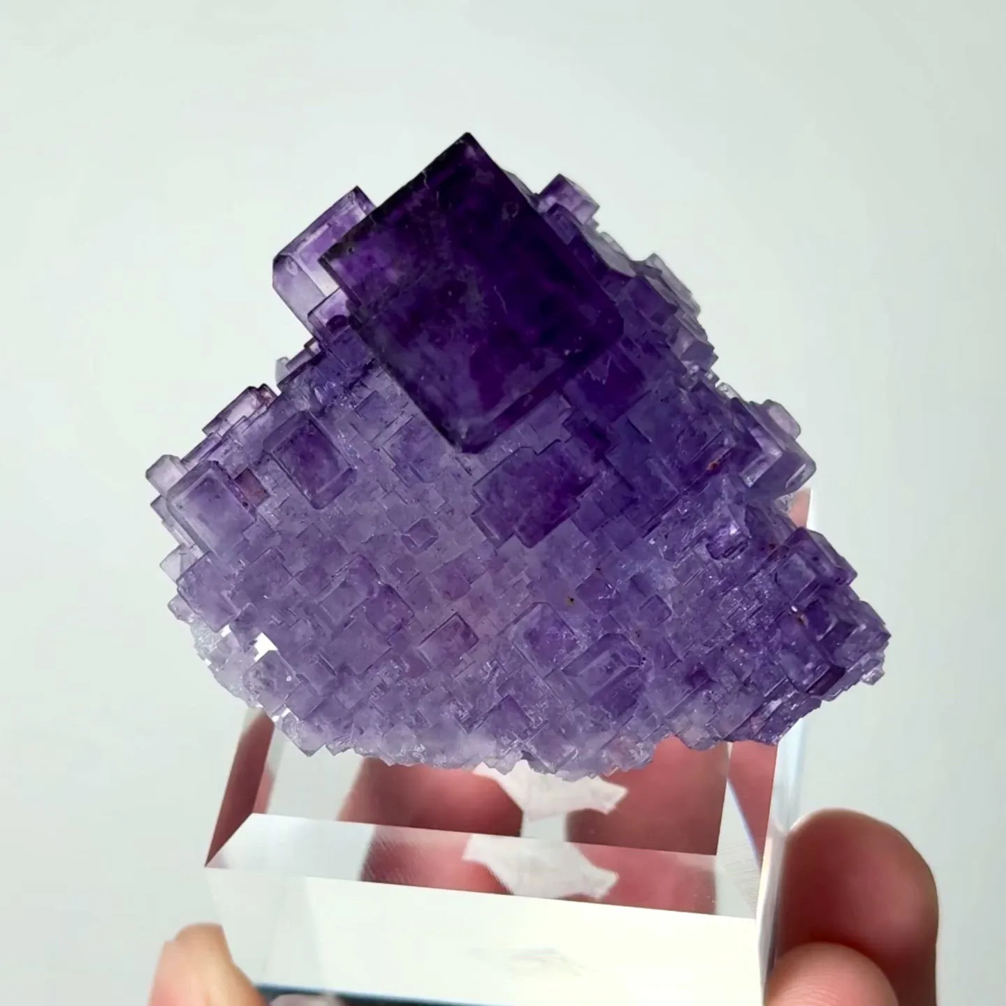 specimen video