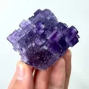 specimen video