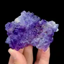 specimen video