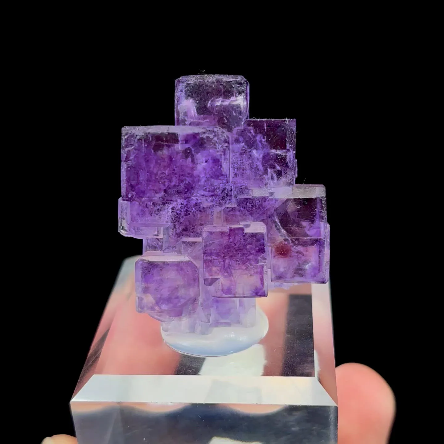 specimen video