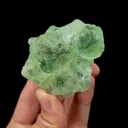 specimen video