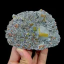 specimen video