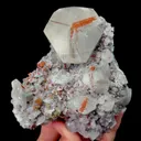 specimen video