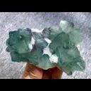 specimen video