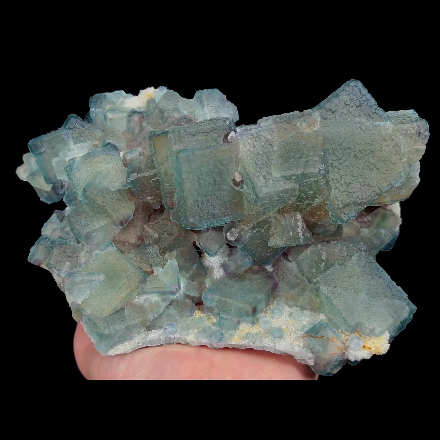 specimen video