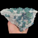 specimen video