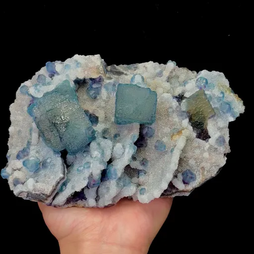 specimen video