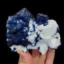 specimen video