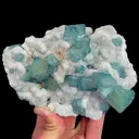 specimen video