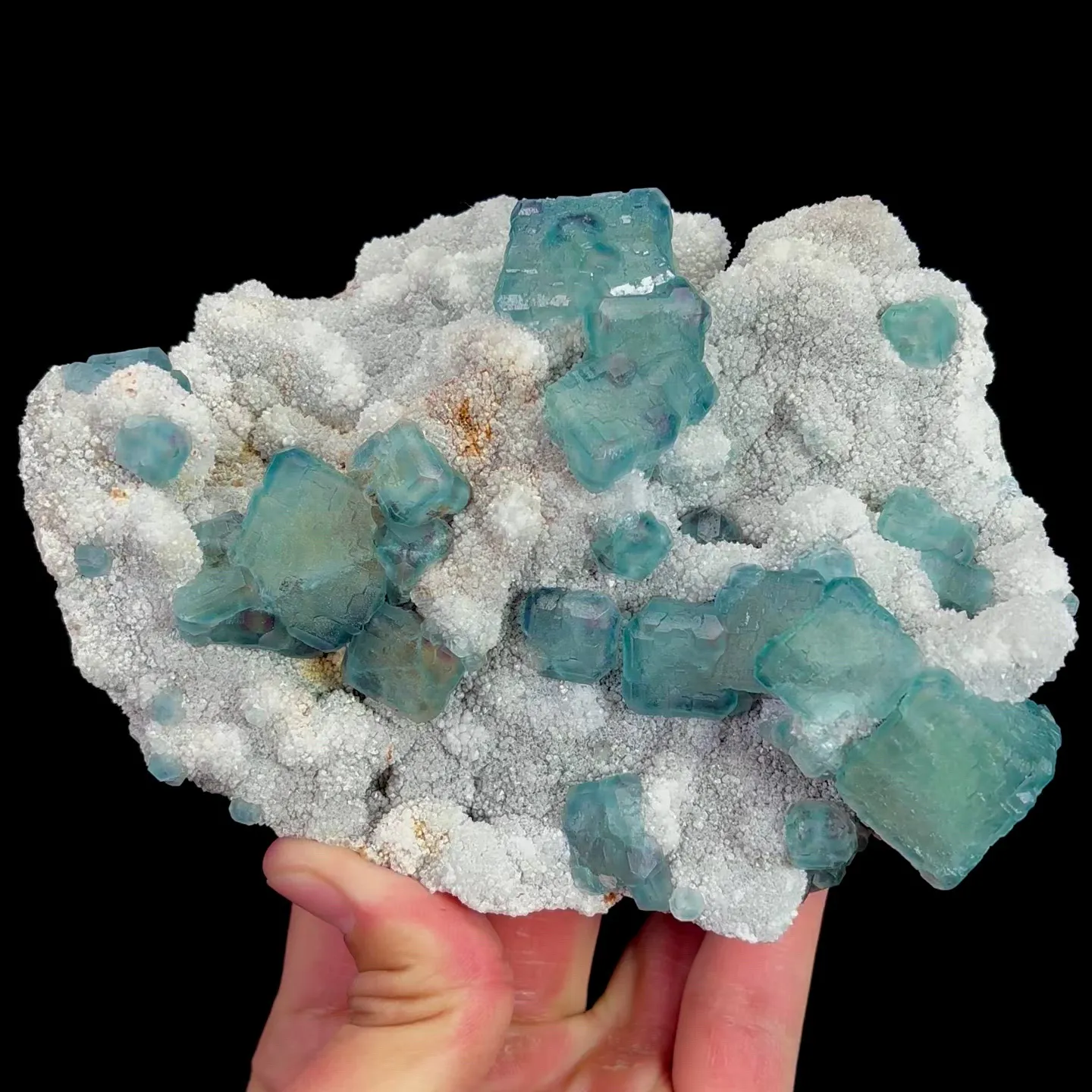 specimen video