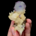 specimen video