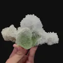specimen video