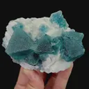specimen video