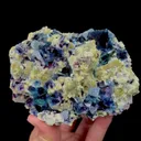 specimen video