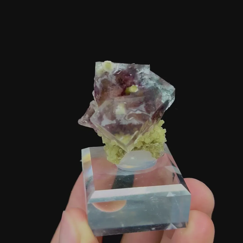 specimen video