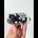 specimen video
