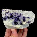 specimen video