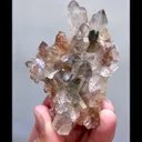 specimen video