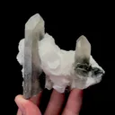 specimen video