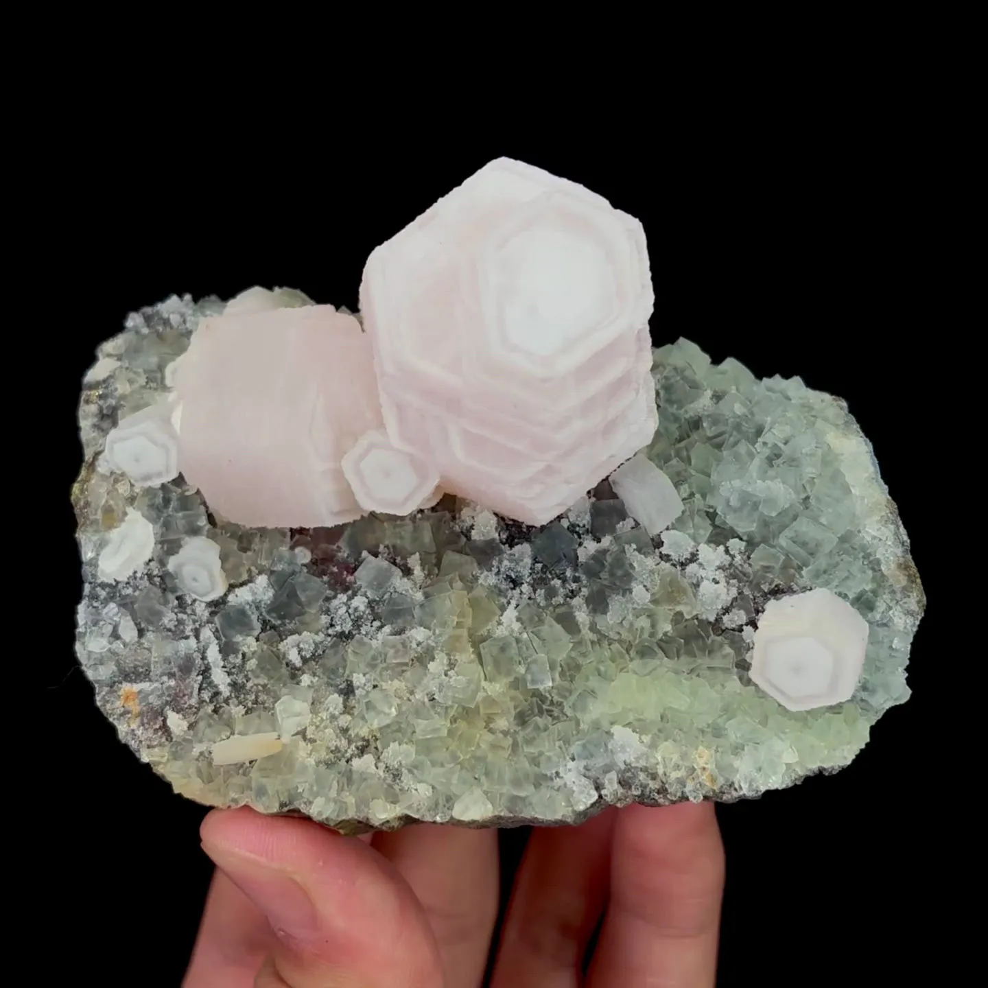 specimen video