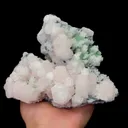 specimen video