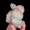 specimen video