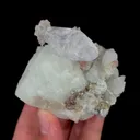 specimen video