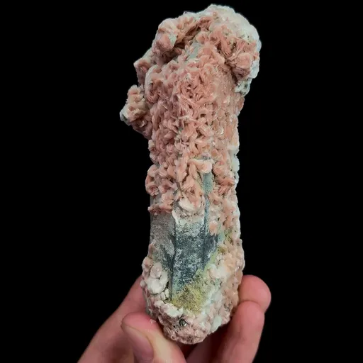 specimen video