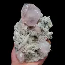 specimen video
