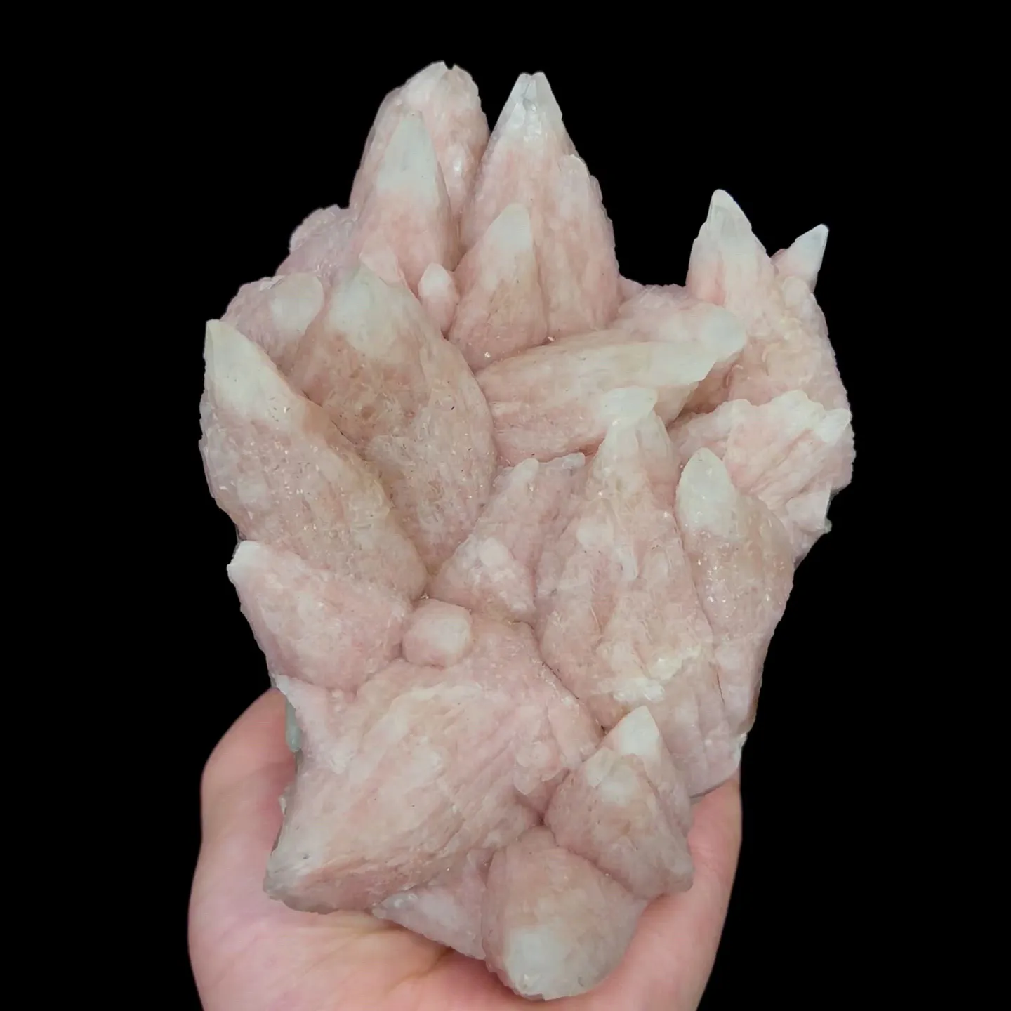 specimen video