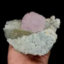 specimen video